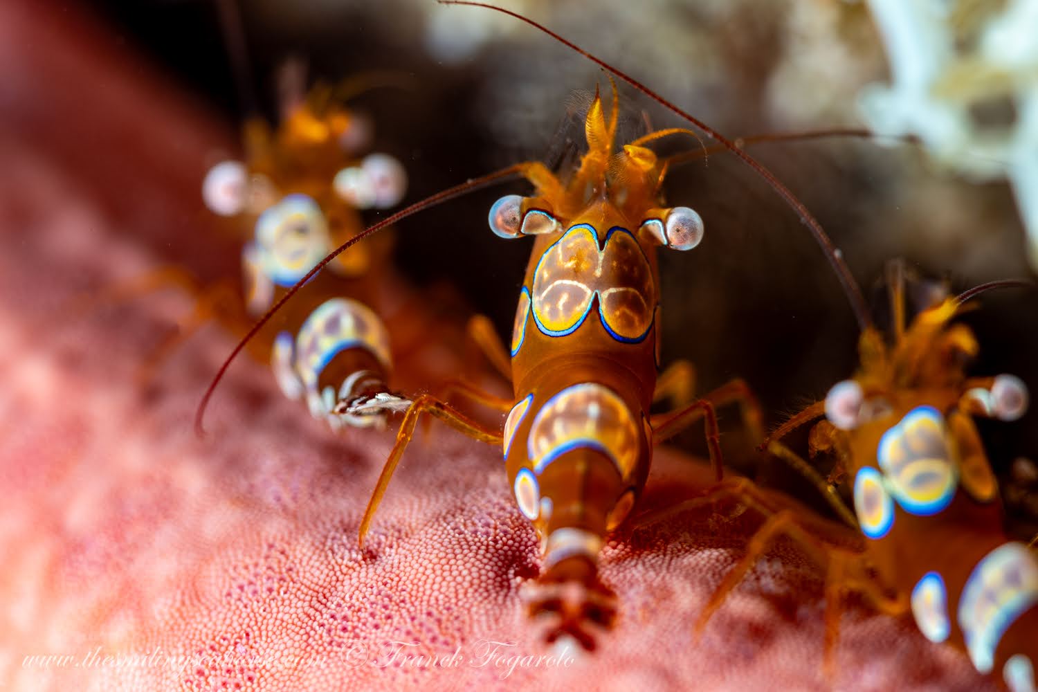 Sexy shrimp living and feeding among the tentacles of its host