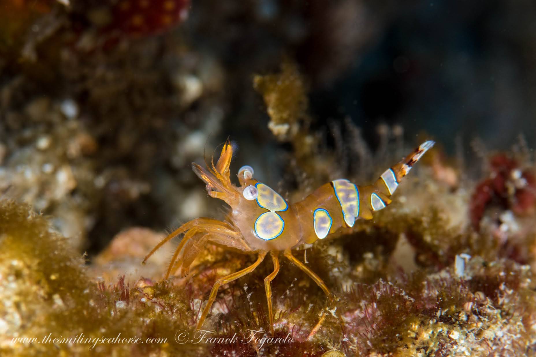 Sexy shrimp Thor amboinensis on an Andaman Sea reef