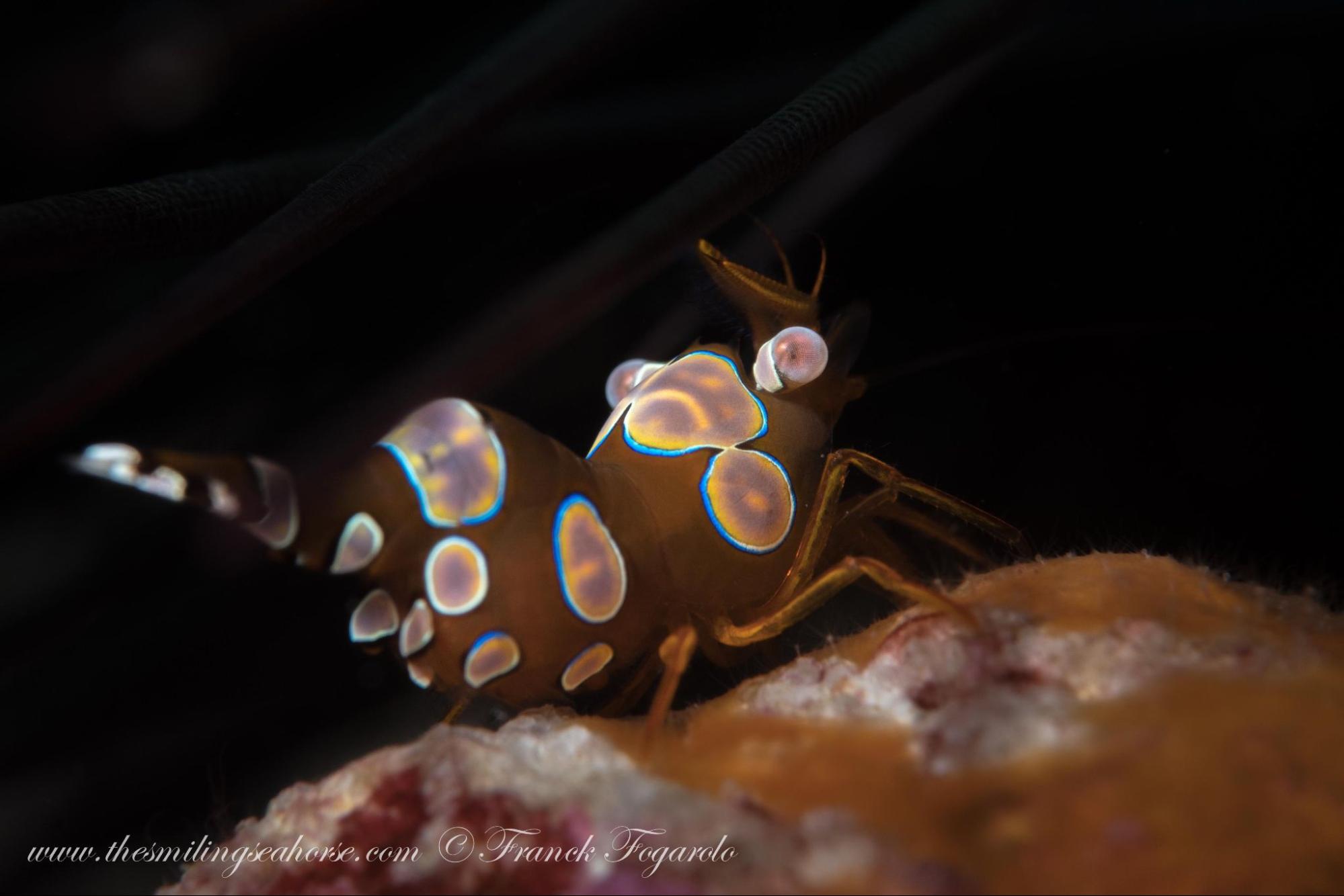 Sexy shrimp photographed during a night dive in the Andaman Sea