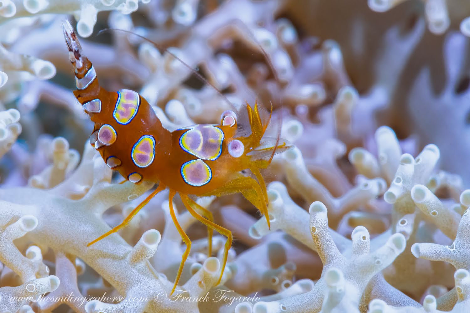 Sexy shrimp protected among the tentacles of a sea anemone