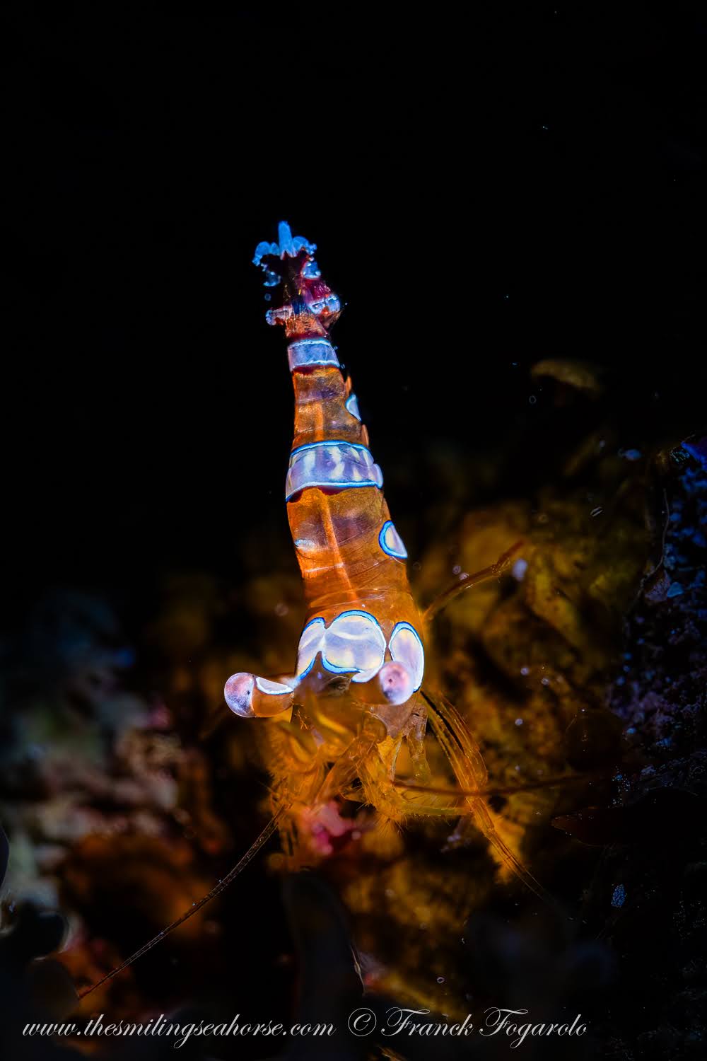 Close-up vertical portrait of a Sexy Shrimp Thor amboinensis