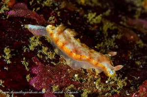 Hexabranchus sanguineus – juvenile Spanish dancer