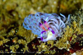 Blue dragon nudibranch