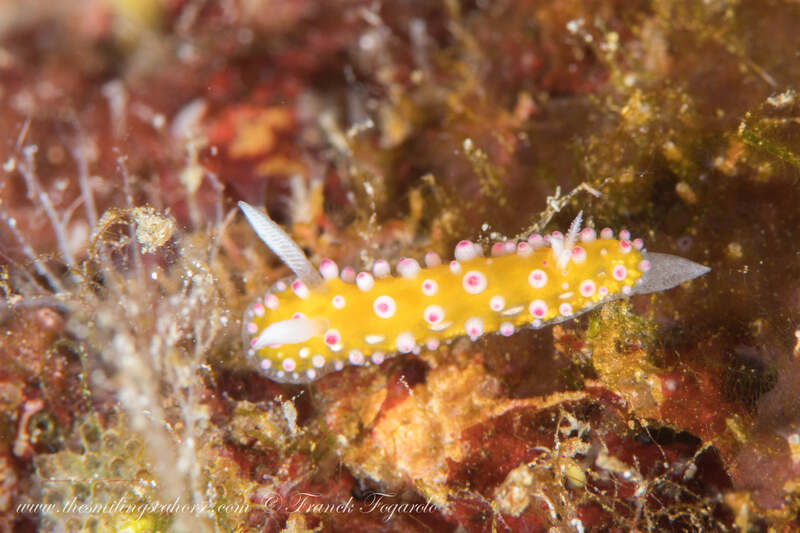 Cadlinella ornatissima