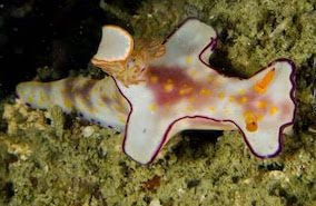 Ceratosoma trilobatum