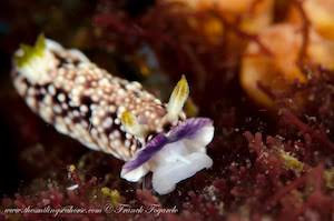 Goniobranchus geometricus