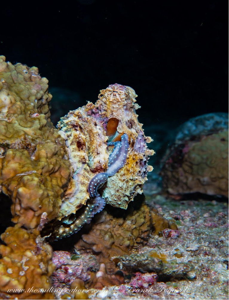 The Day Octopus, Octopus cyanea