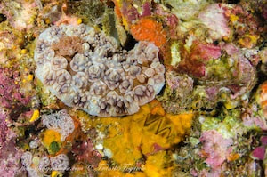 Dendrodoris carbunculosa