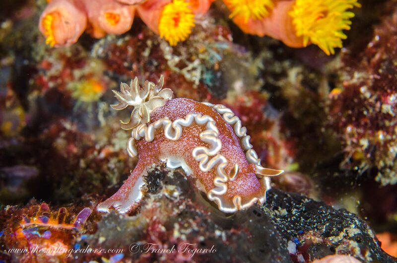 Glossodoris rufomarginata – Reddish-margined Glossodoris