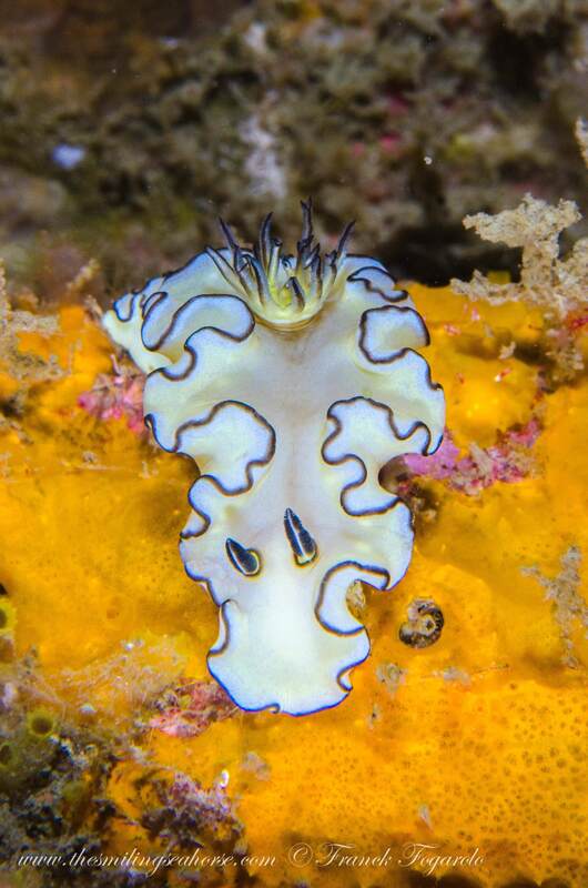 Doriprismatica atromarginata nudibranch