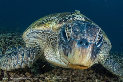 Green turtle head showing forward-facing nostrils