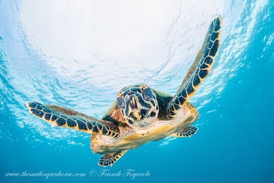Hawksbill turtle head showing upward-facing nostrils