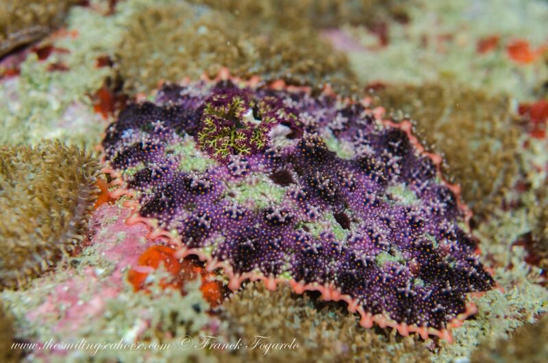 Miamira miamirana