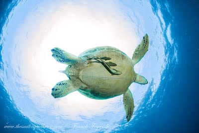 Green turtle viewed from underneath
