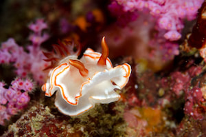 Ardeadoris averni