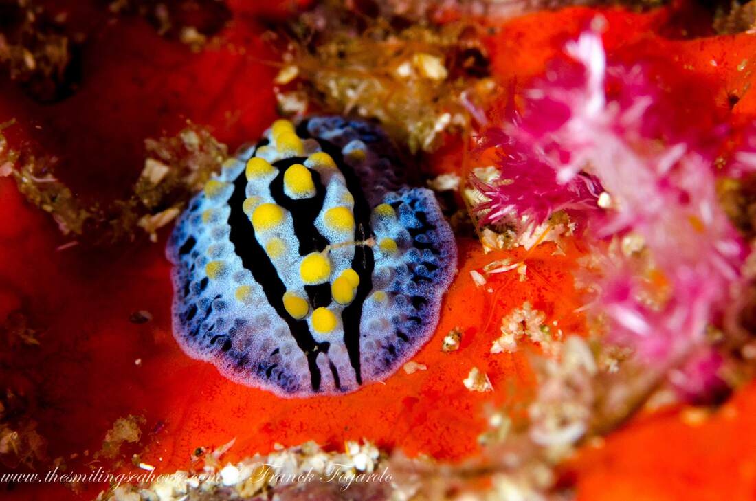Phyllidia coelestis