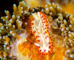 Goniobranchus setoensis