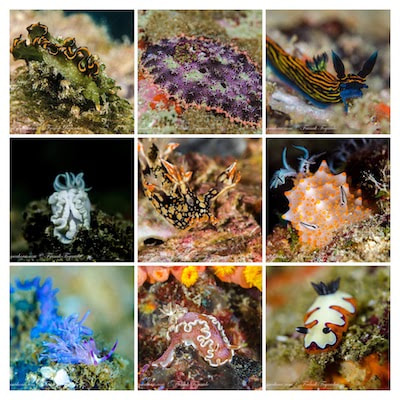 Nudibranch collage