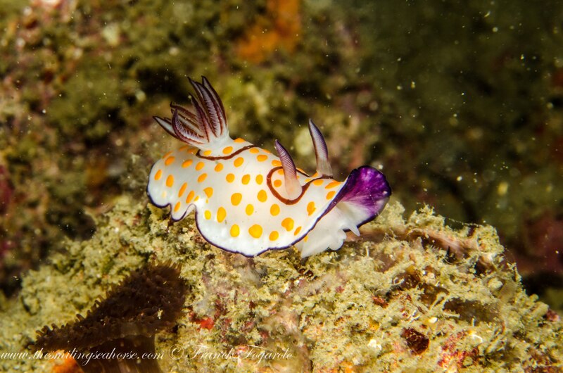 Goniobranchus annulatus