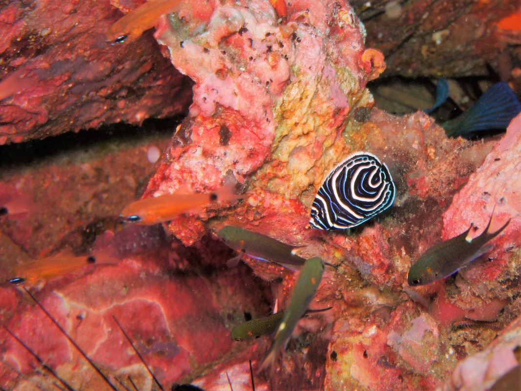 Marine life close-up underwater in the Mergui Archipelago