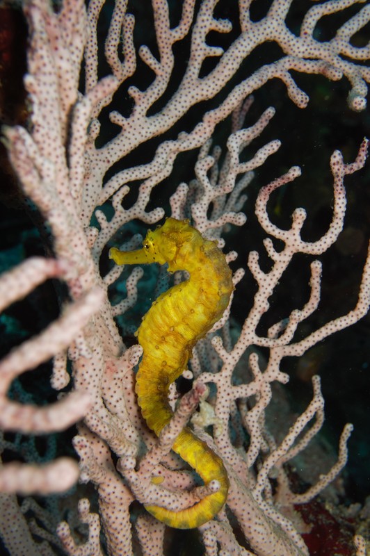 Close-up of marine life underwater in the Mergui Archipelago