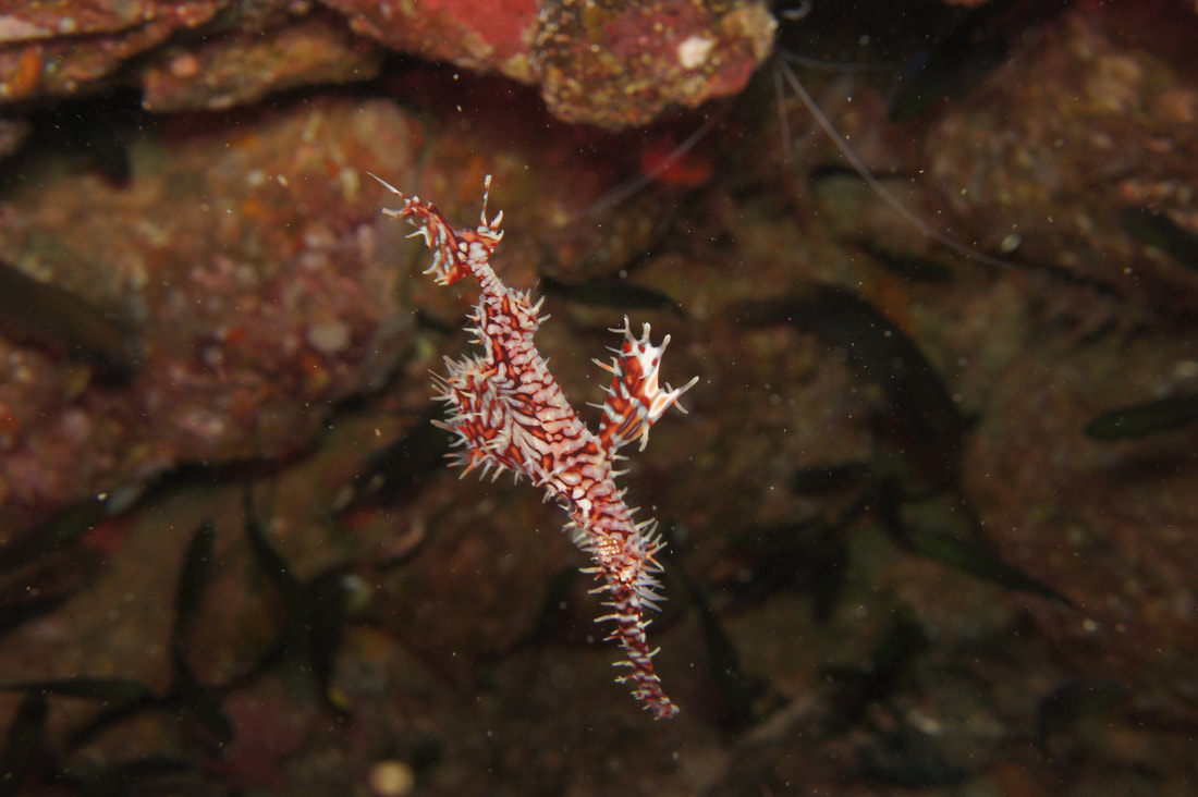Ghost pipefish underwater in the Mergui Archipelago