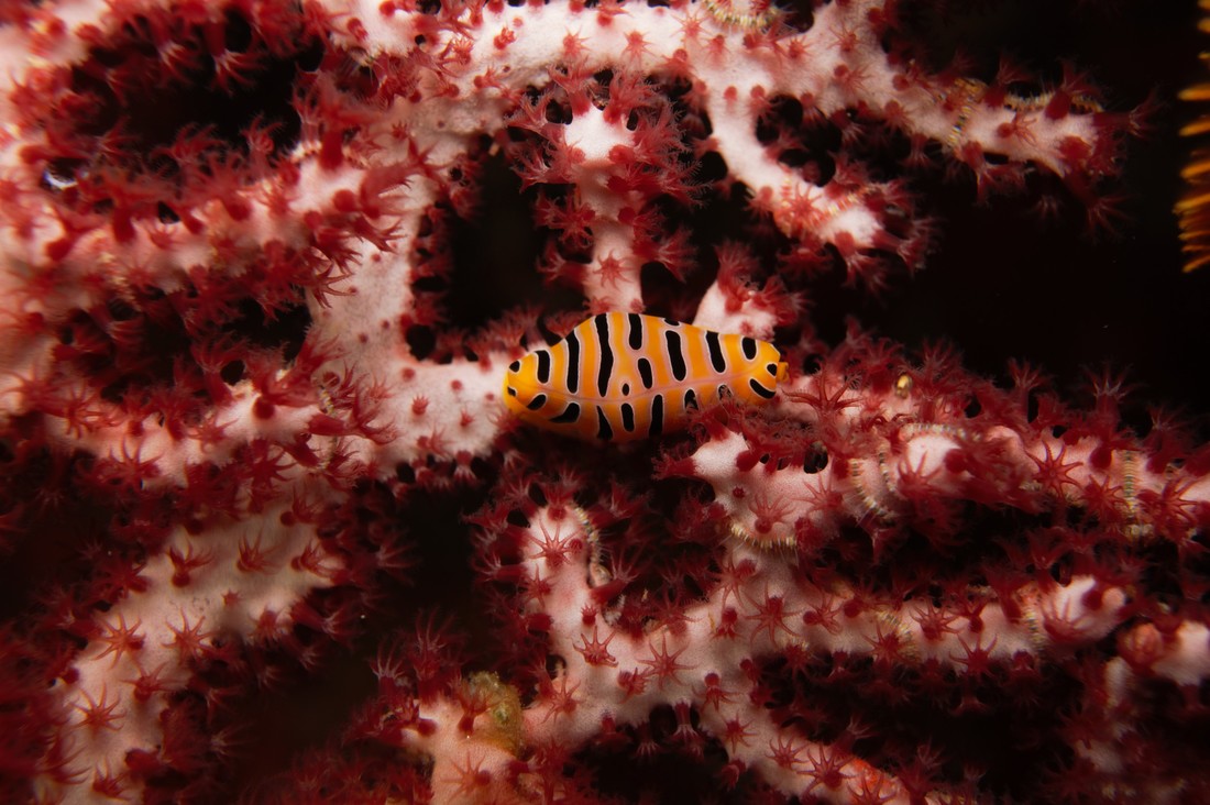 Marine life underwater in the Mergui Archipelago