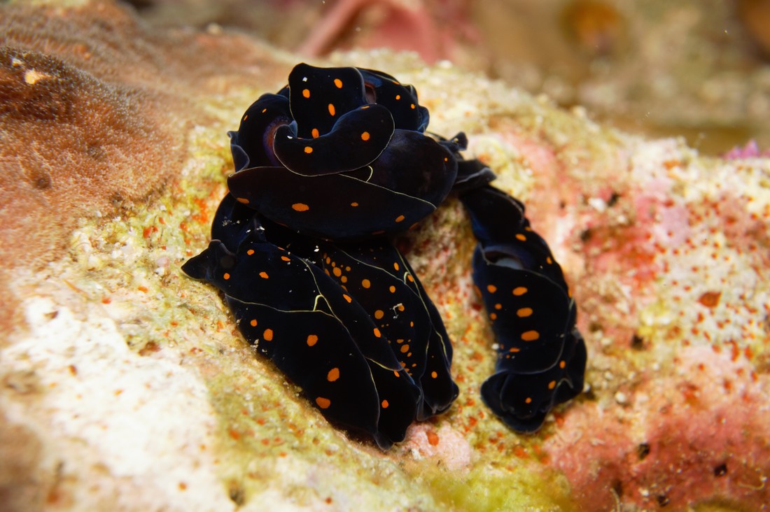 Nudibranch on the reef in the Mergui Archipelago