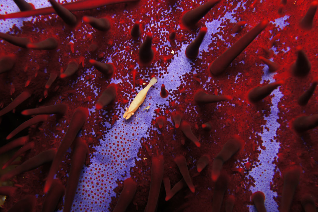Close-up of marine life underwater in the Mergui Archipelago