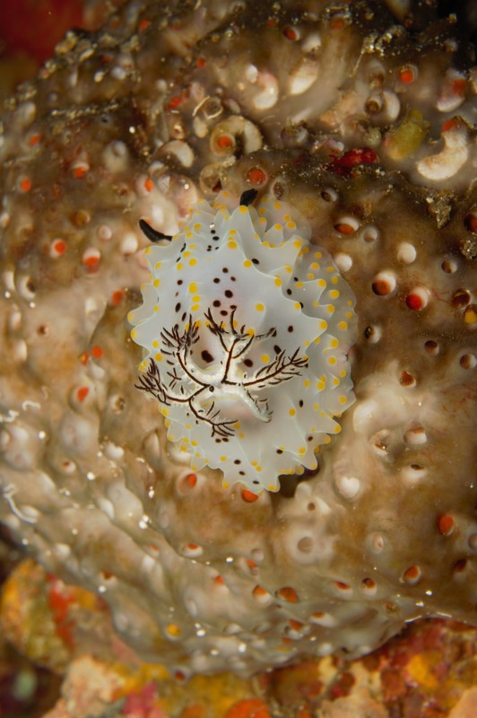 Nudibranch underwater in the Mergui Archipelago