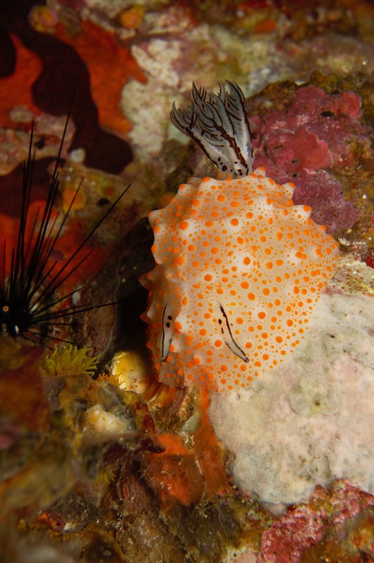 Colourful nudibranch underwater in the Mergui Archipelago