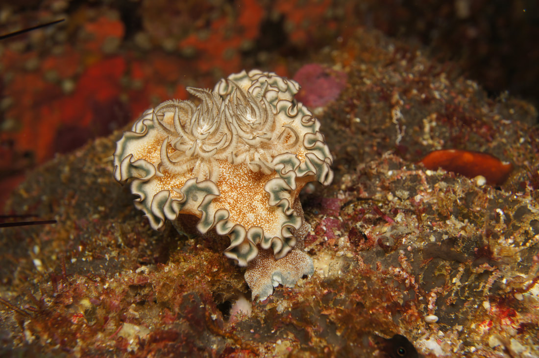 Colourful nudibranch underwater in the Mergui Archipelago