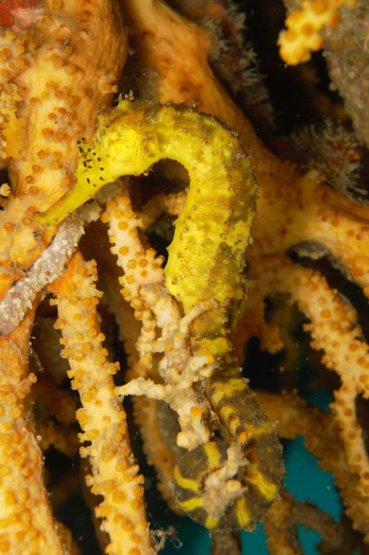 Close-up of marine life underwater in the Mergui Archipelago