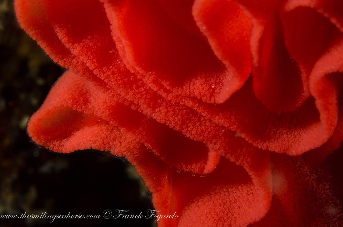 Egg ribbon of Hexabranchus sanguineus nudibranch, aka Spanish dancer
