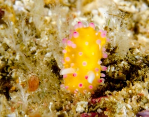 Cadlinella ornatissima