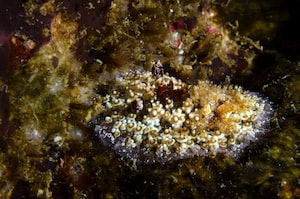 Carminodoris estrelyado