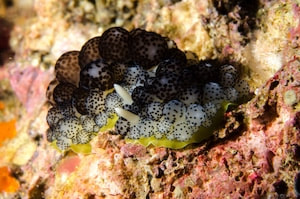 Ceratophyllidia africana