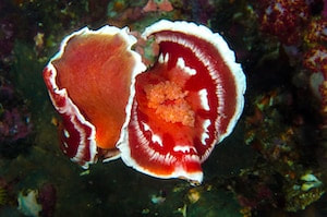Hexabranchus sanguineus – Spanish dancer