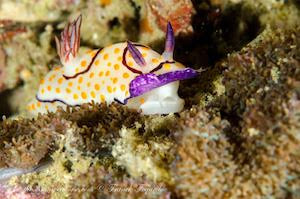 Goniobranchus annulatus
