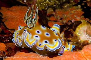 Goniobranchus geminus