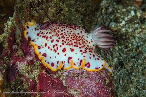 Goniobranchus fidelis – Faithful sea slug