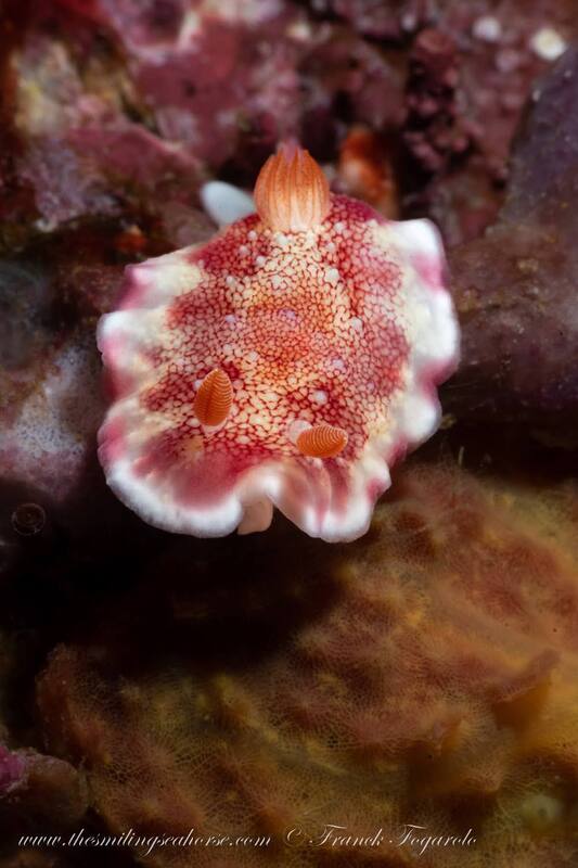 Goniobranchus sp.
