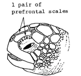 Green turtle head showing one pair of frontal scales
