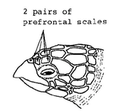 Hawksbill turtle head showing two pairs of prefrontal scales