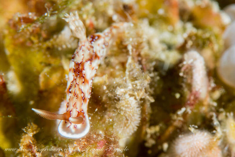 Hypselodoris krakatoa