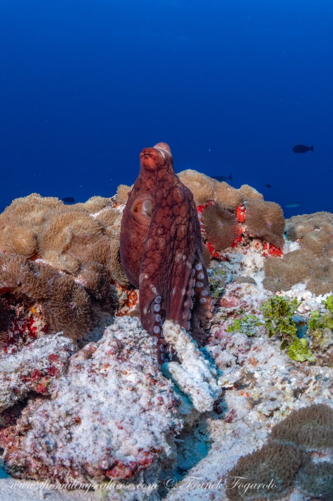 Day octopus illustrating one of its remarkable anatomical features