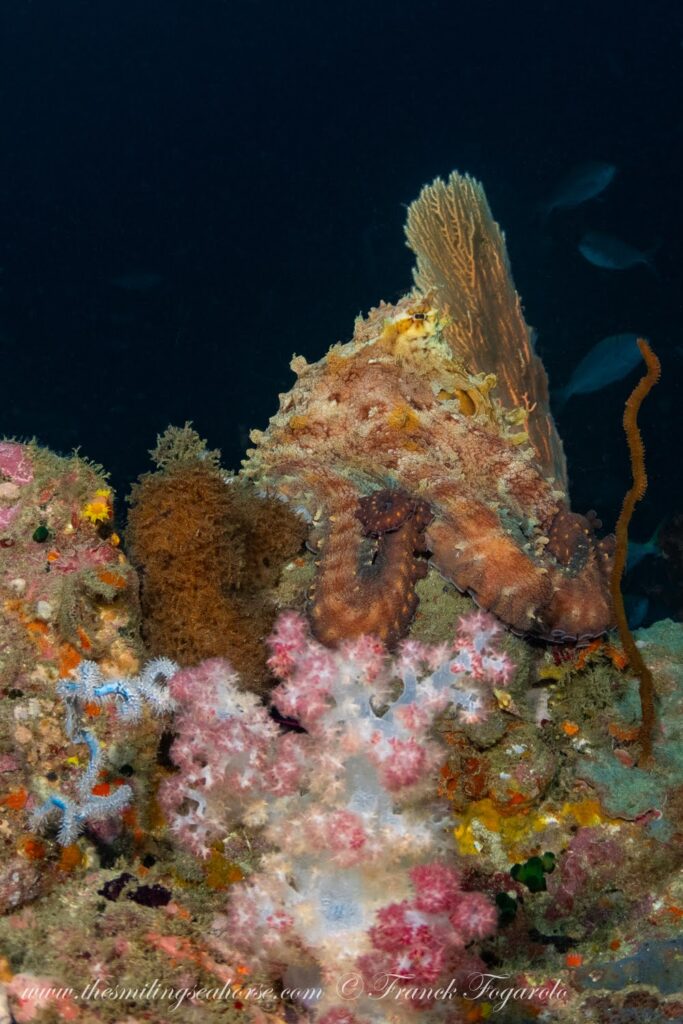Day octopus changing colour and texture for camouflage
