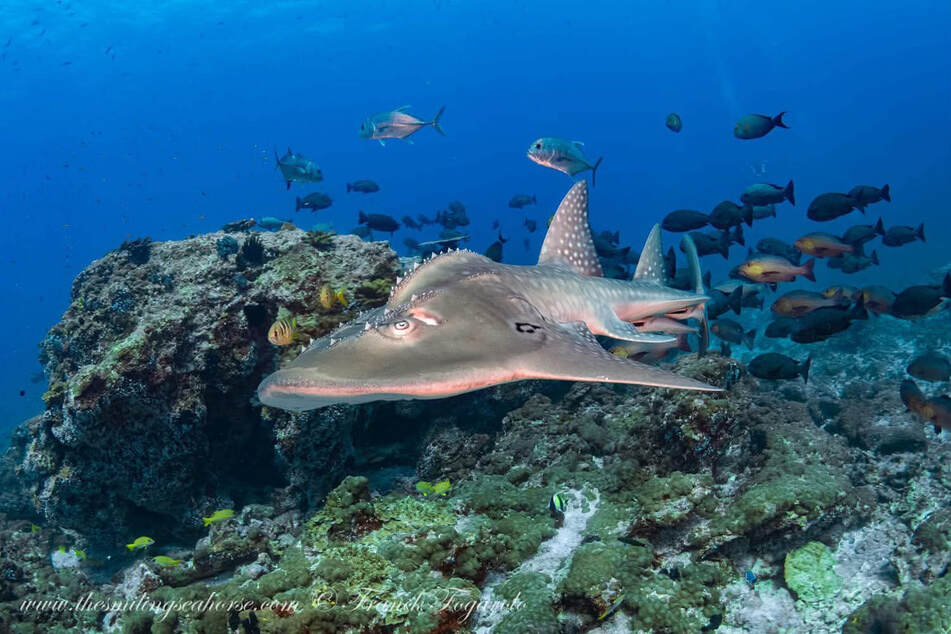 A rare bowmouth guitarfish seen in the waters of the Burma Banks, Myanmar