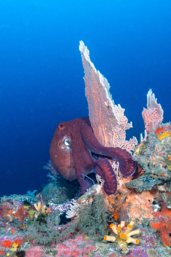 Day octopus displaying its camouflage underwater