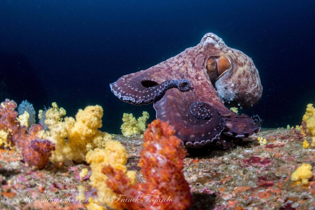 Day octopus perfectly camouflaged against a reef